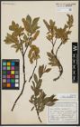 Foto von Salix hastata L.